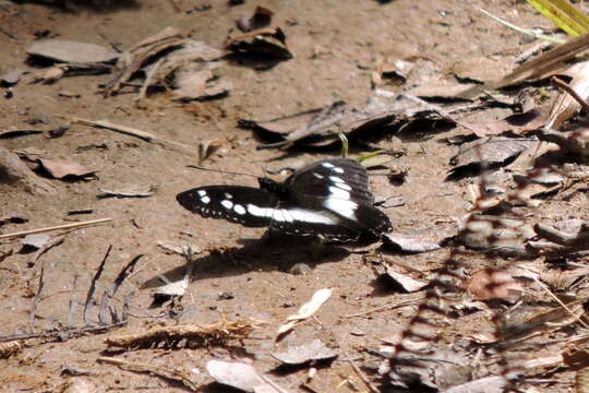 Sivun Pseudacraea lucretia apaturoides kuva