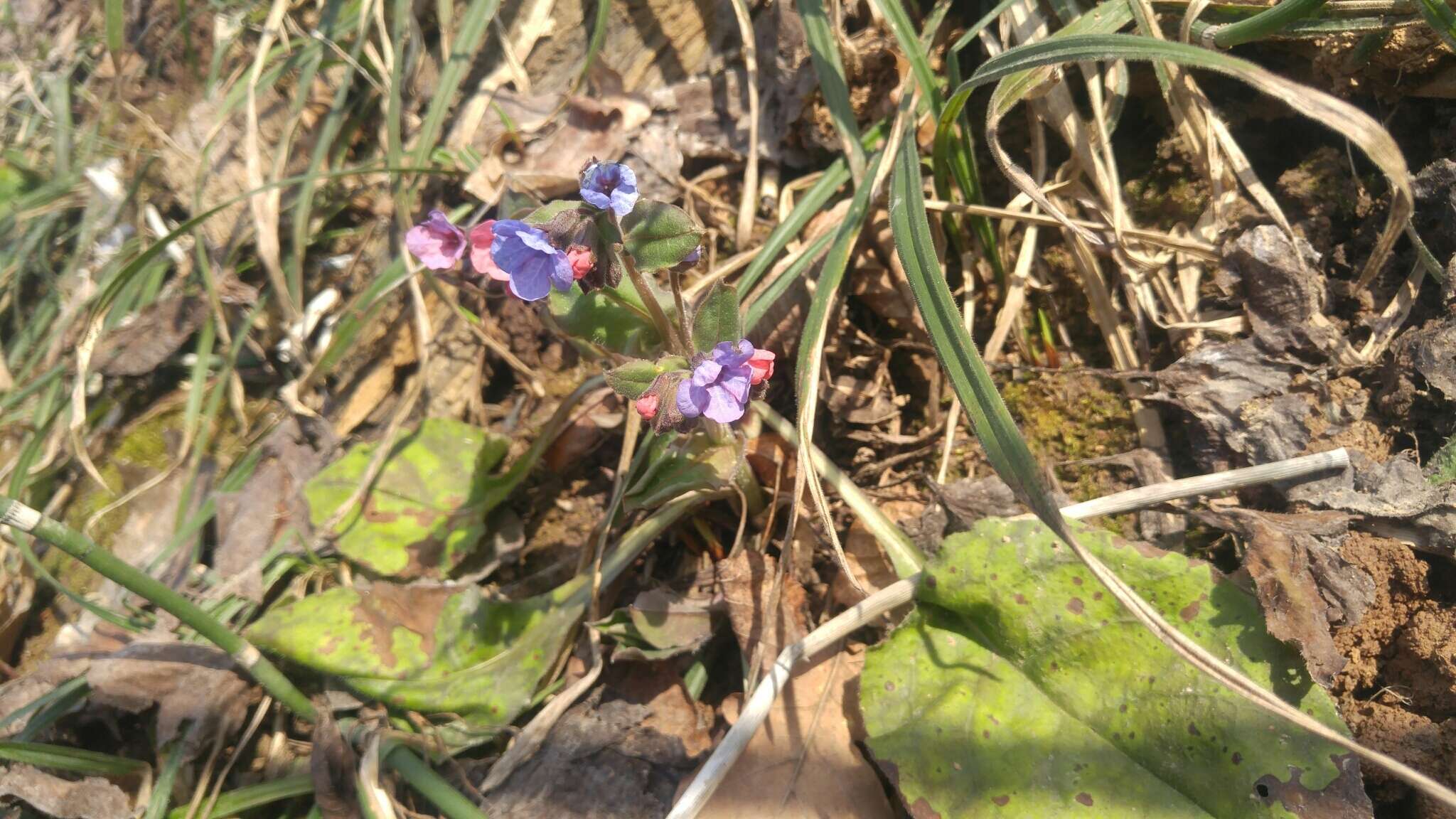 Plancia ëd Pulmonaria obscura Dumort.