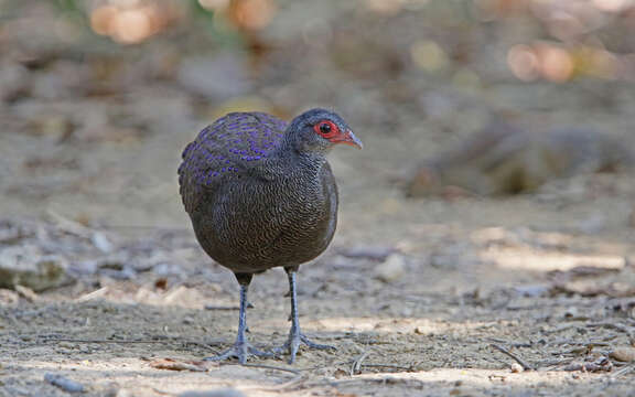 Image of Germain's Peacock-Pheasant