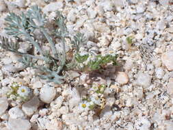 Image of San Bernardino Mountain gilia