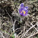 Image of Pulsatilla turczaninovii Krylov & Serg.