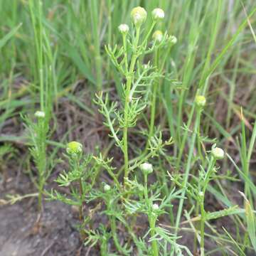 Imagem de Matricaria occidentalis Greene