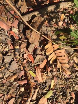 Image of Southwestern Cat-eyed Snake