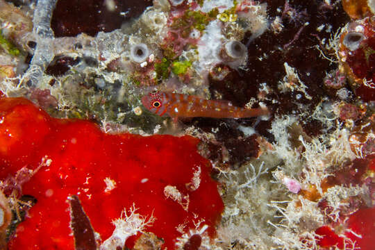 Image of Cut-face pygmygoby