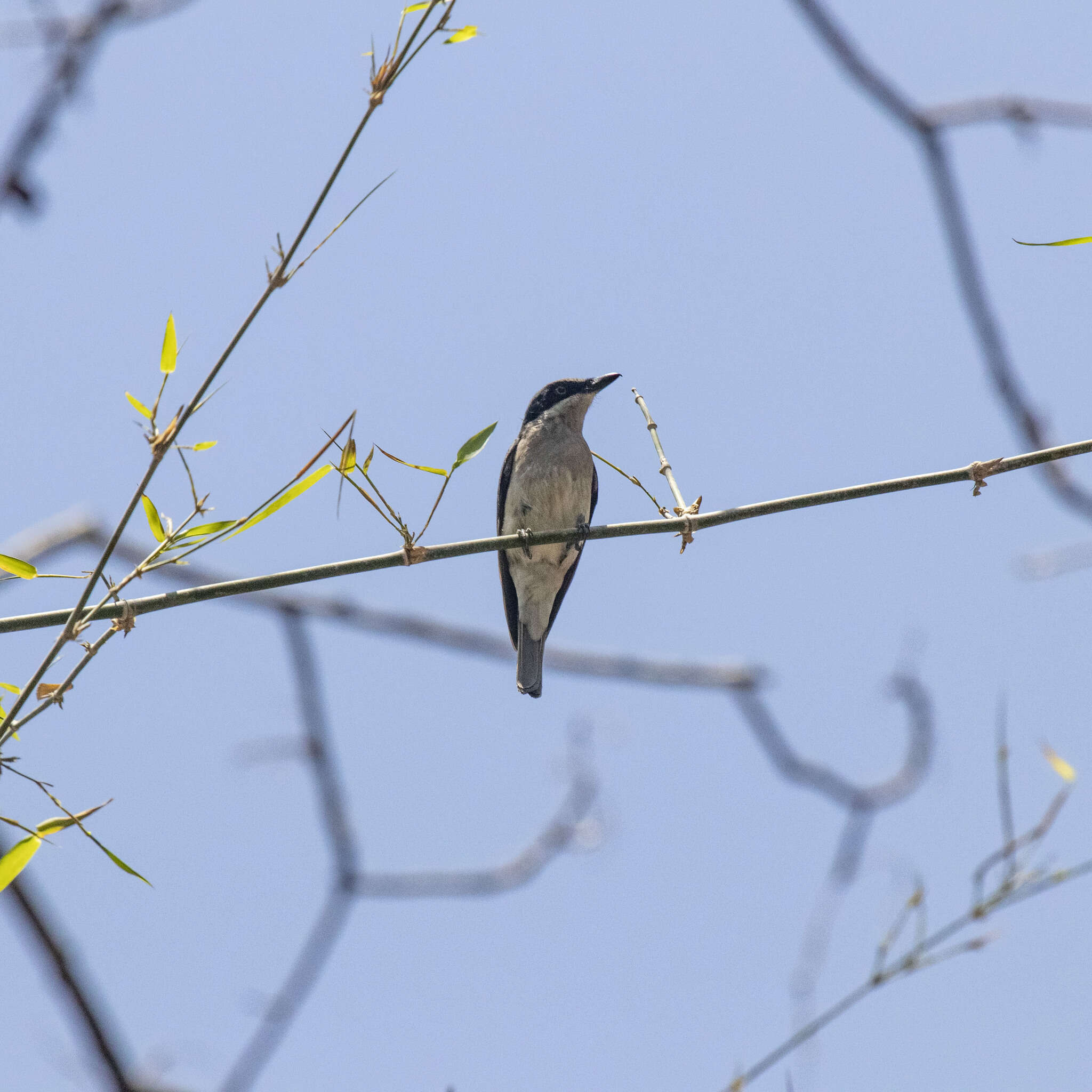 Image of Malabar Woodshrike