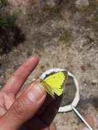 Image of Harford's Sulphur