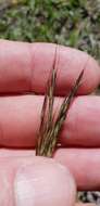 Image of Bothriochloa macra (Steud.) S. T. Blake