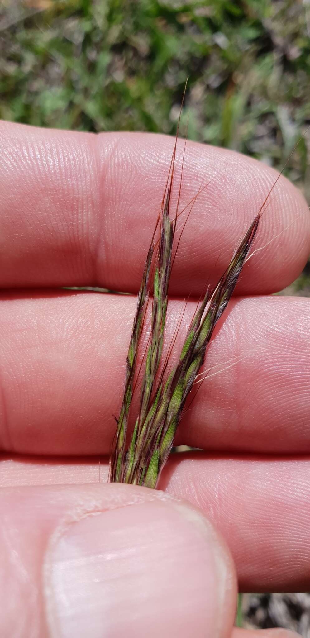 صورة Bothriochloa macra (Steud.) S. T. Blake