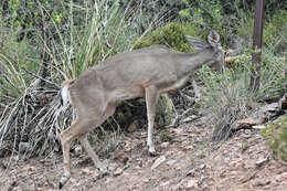 Image of Odocoileus virginianus carminis Goldman & Kellog 1940