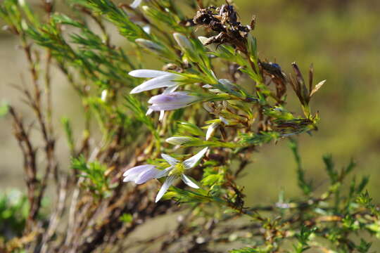 Image of Gentianella empetroides J. S. Pringle