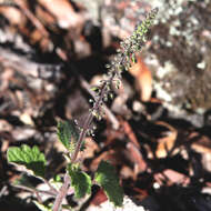 Image de <i>Coleus australis</i>