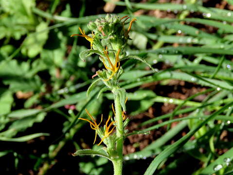 Image of Manulea cheiranthus (L.) L.