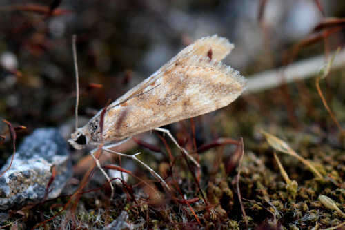 Image of Cornifrons ulceratalis Lederer 1858