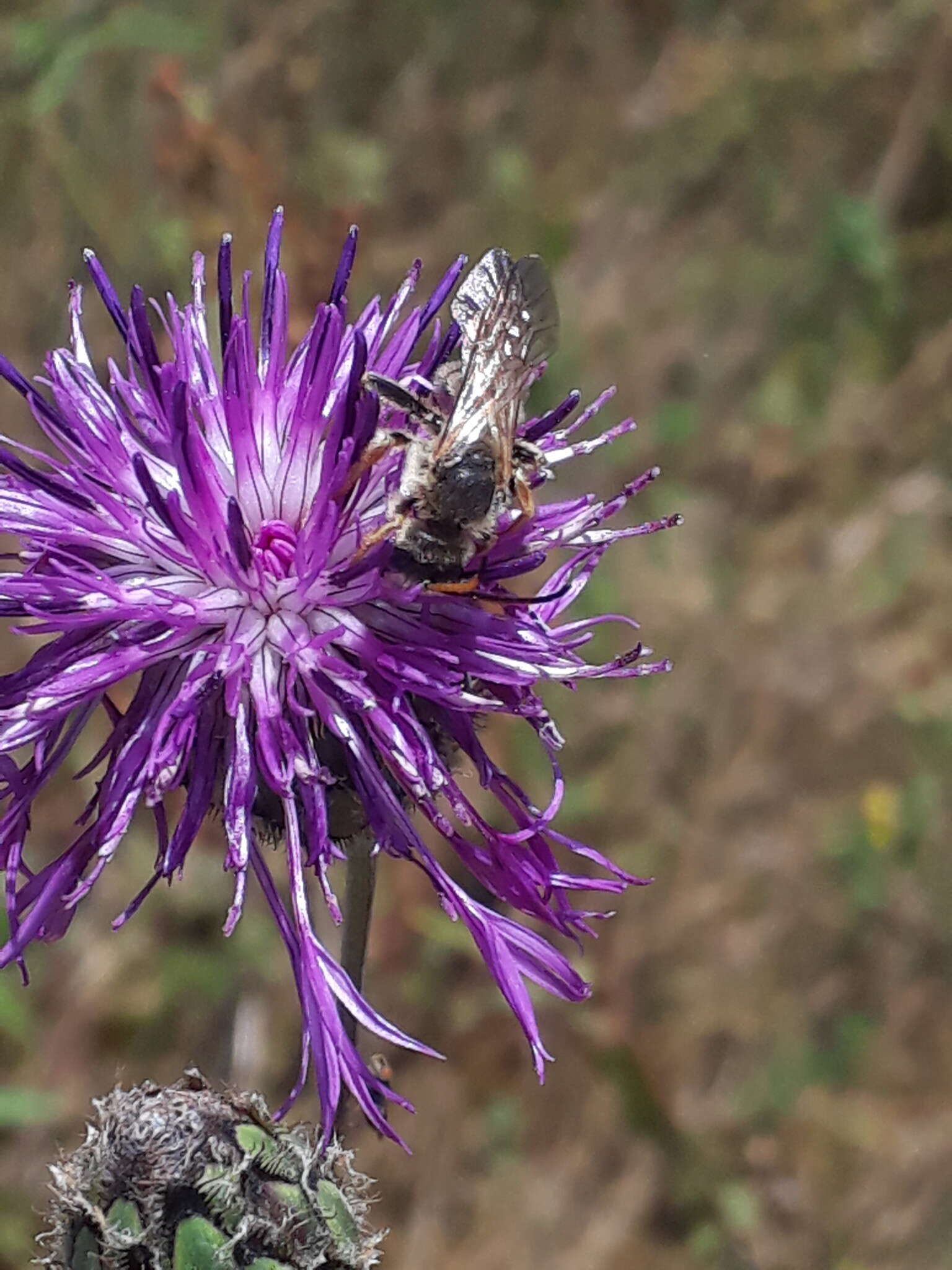 Halictus sexcinctus (Fabricius 1775)的圖片