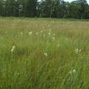 Habenaria linearifolia Maxim. resmi