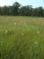 Habenaria linearifolia Maxim. resmi