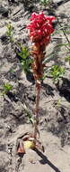 Image de Satyrium princeps Bolus