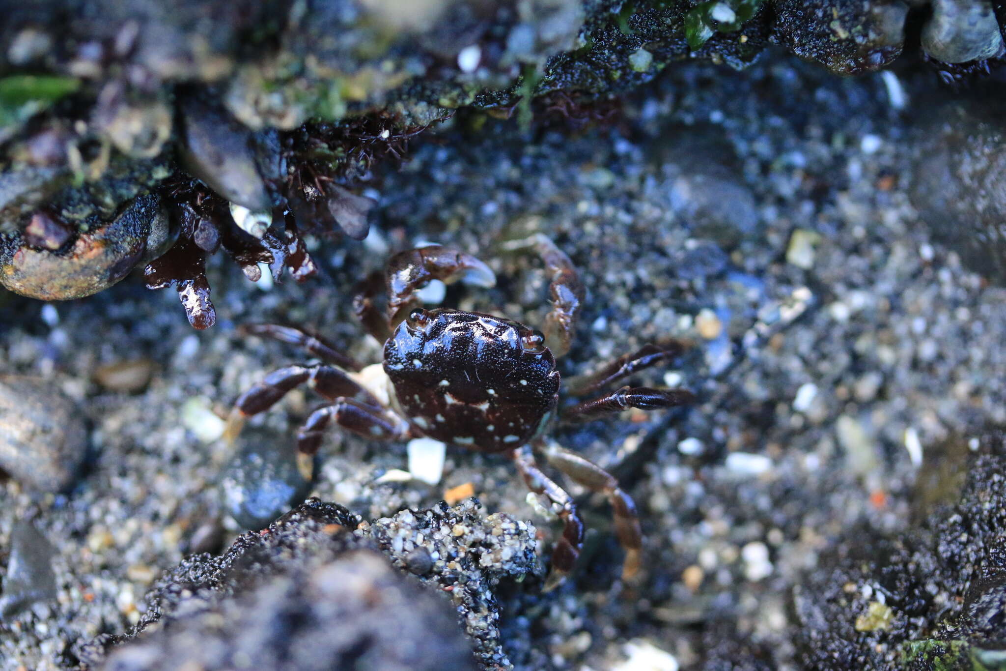 Image of Hemigrapsus nudus (Dana 1851)