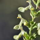 Image of Stachys recta subsp. subcrenata (Vis.) Briq.