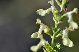 Image of Stachys recta subsp. subcrenata (Vis.) Briq.