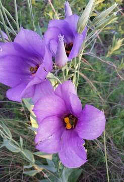 صورة Eustoma exaltatum subsp. russellianum (Hook.) Kartesz