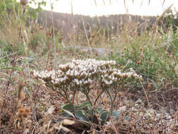 Image of Goniolimon italicum F. Tammaro, S. Pignatti & G. Frizzi