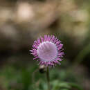 Image of Hofmeisteria gayleana B. L. Turner