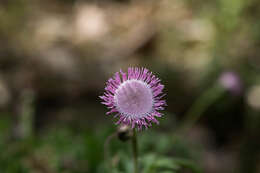 Hofmeisteria gayleana B. L. Turner的圖片