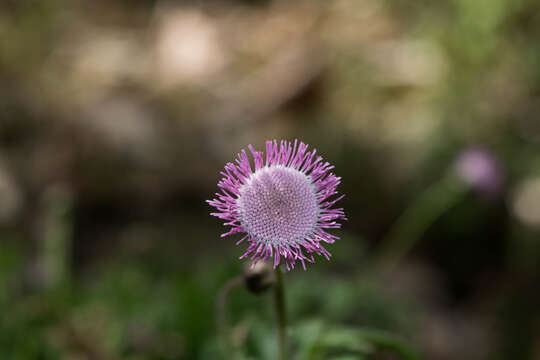 Image of Hofmeisteria gayleana B. L. Turner