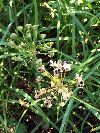 Image of Chinese chives