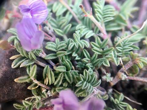 Imagem de Astragalus vexilliflexus Sheldon