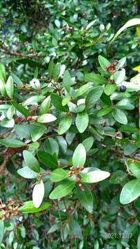 Image of Syzygium buxifolium Hook. & Arn.