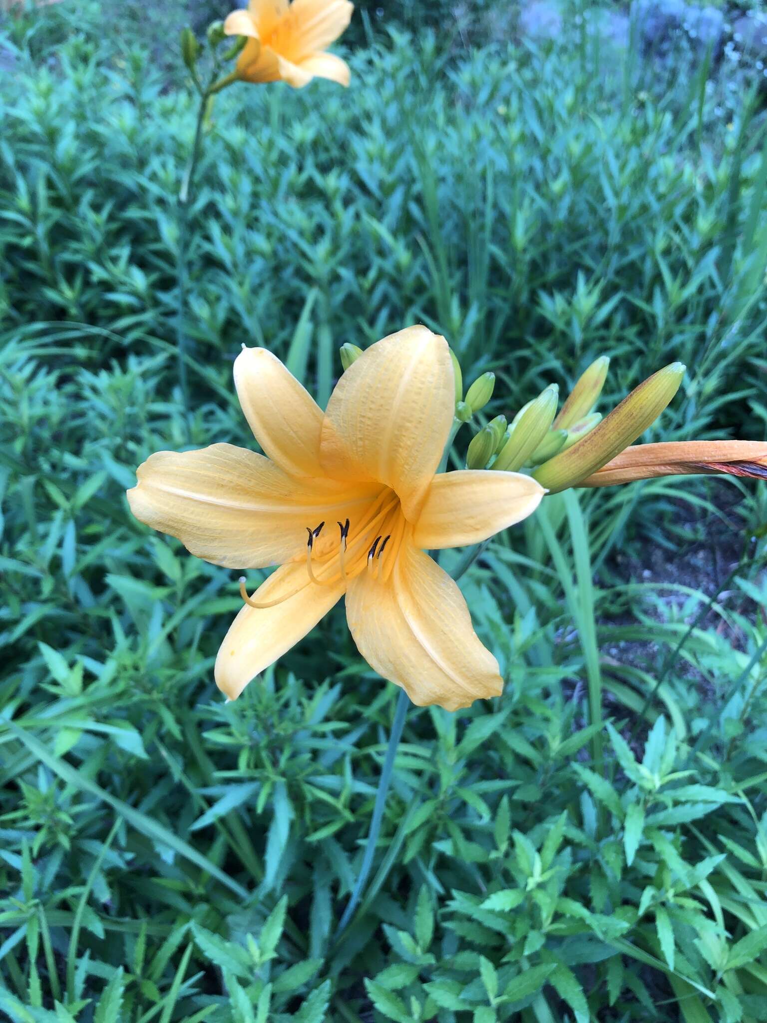 Слика од Hemerocallis hakuunensis Nakai