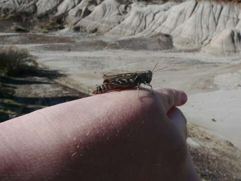 Image of Gladston grasshopper