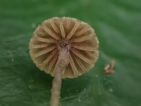 Image of Entoloma dysthaloides Noordel. 1979