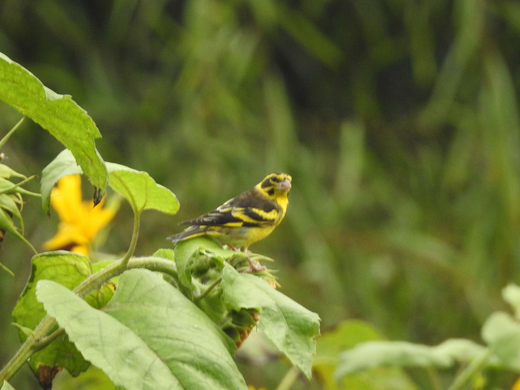 Image of Yellow-breasted Greenfinch