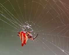 Image of Gasteracantha frontata Blackwall 1864