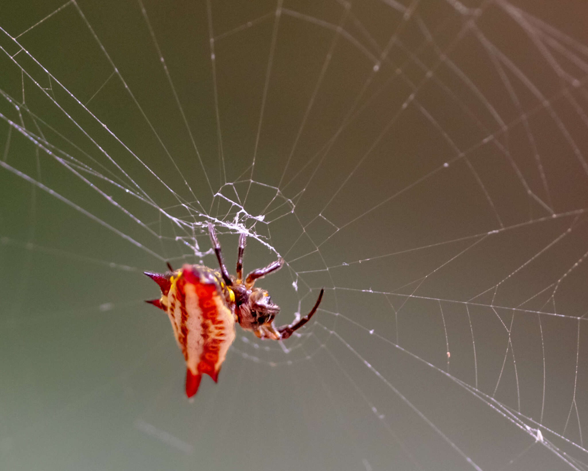 Image of Gasteracantha frontata Blackwall 1864