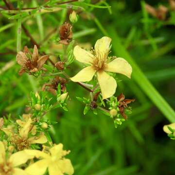 صورة Hypericum galioides Lam.