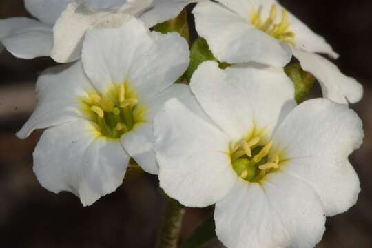 Image of McVaugh's bladderpod