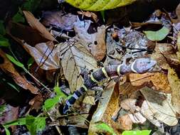 Image of Hainan Cave Gecko