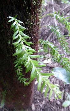 Image of Tmesipteris sigmatifolia Chinnock