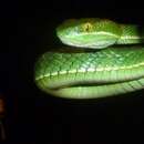 Sivun Trimeresurus septentrionalis Kramer 1977 kuva