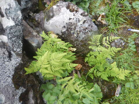 Image of Asian oakfern