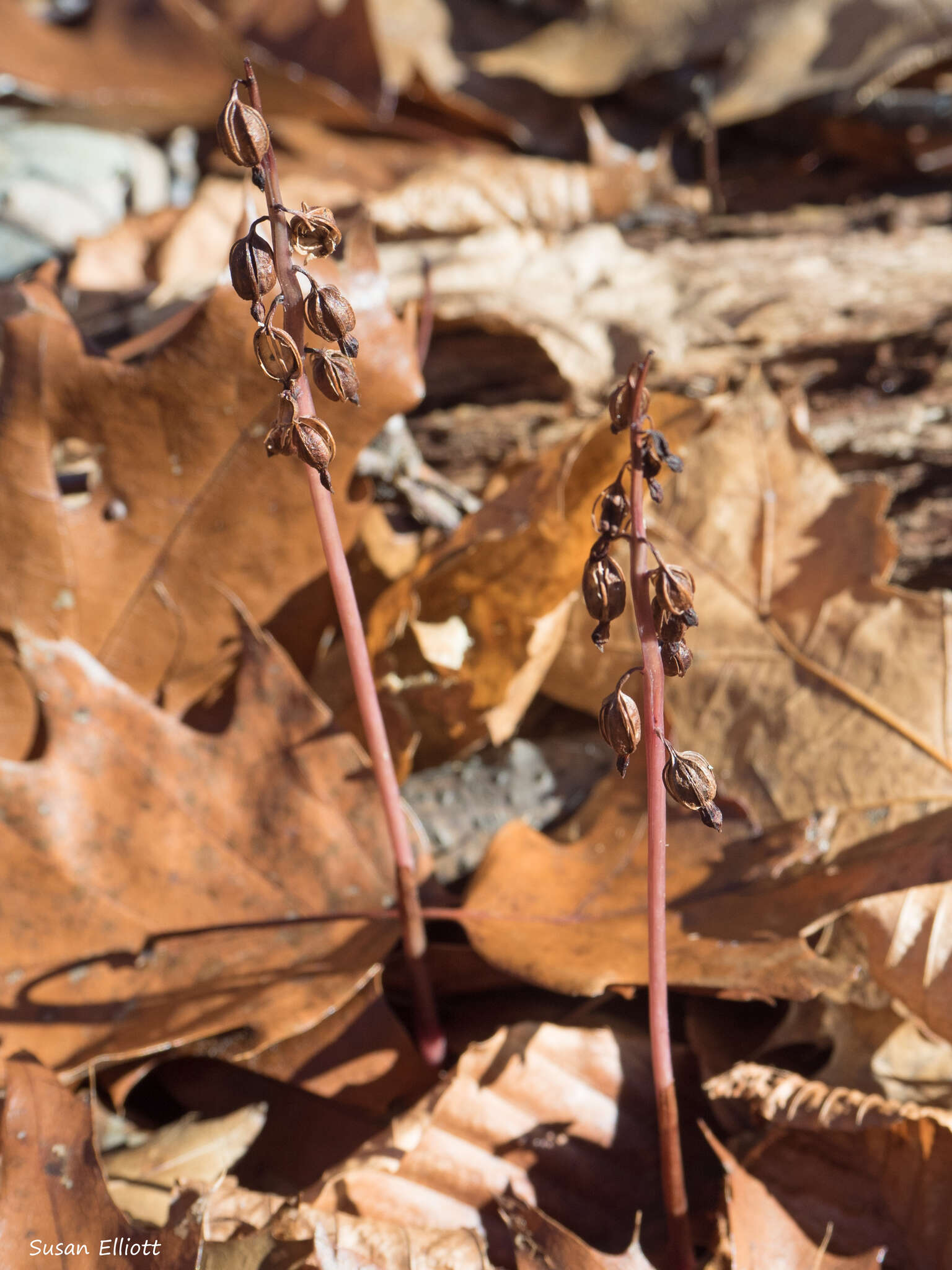 Слика од Corallorhiza odontorhiza (Willd.) Nutt.