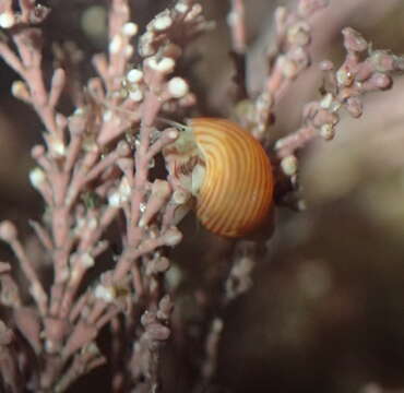 Image of Tricoliinae Woodring 1928