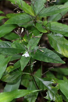 Image of Justicia cavernarum F. Muell.