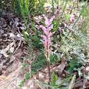 Image of Lachenalia rosea Andrews