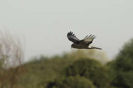 Image of Black Harrier