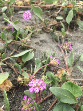 Image of pink sand verbena